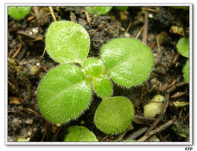 [����]��ͩ��ѿ��