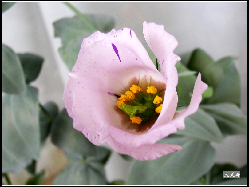 �ҵ���۹����ڿ��ˣ�P3�����»�ɫ��