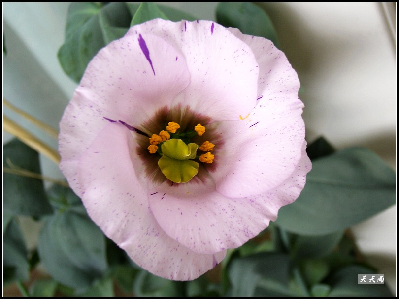 �ҵ���۹����ڿ��ˣ�P3�����»�ɫ��