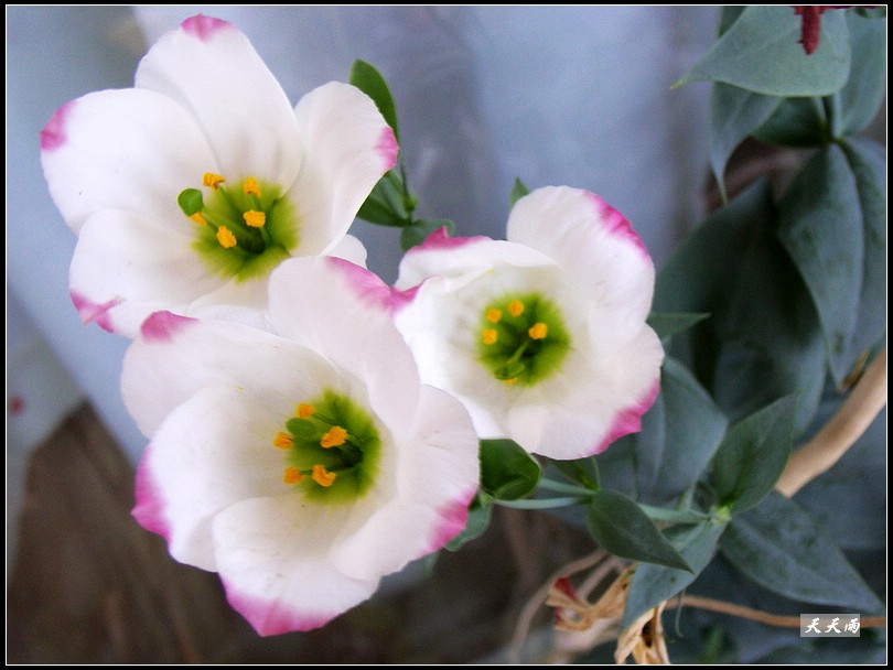 �ҵ���۹����ڿ��ˣ�P3�����»�ɫ��