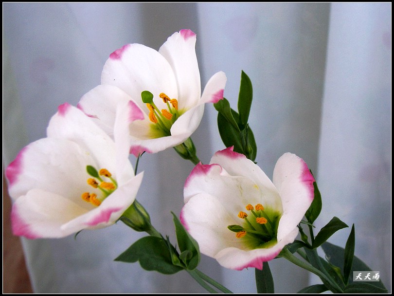 �ҵ���۹����ڿ��ˣ�P3�����»�ɫ��