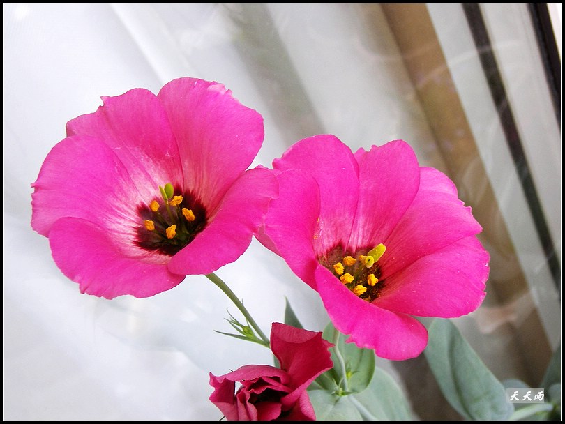 �ҵ���۹����ڿ��ˣ�P3,P5�����»�ɫ��