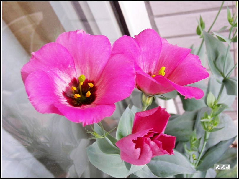 �ҵ���۹����ڿ��ˣ�P3,P5�����»�ɫ��