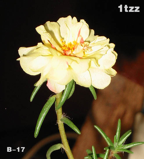 �ҵ�̫����