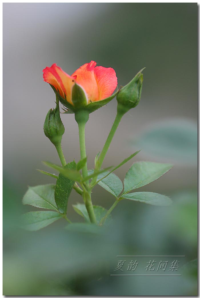 ���伯----�ҵ��¼���԰(�У�3���£�