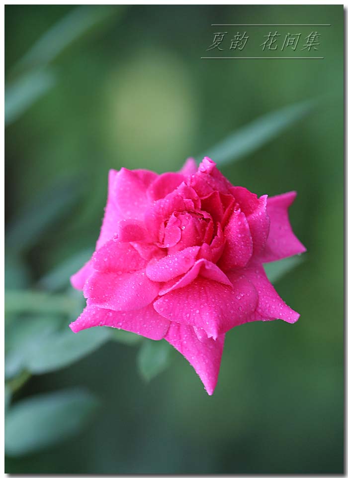 ���伯----�ҵ��¼���԰(�У�3���£�