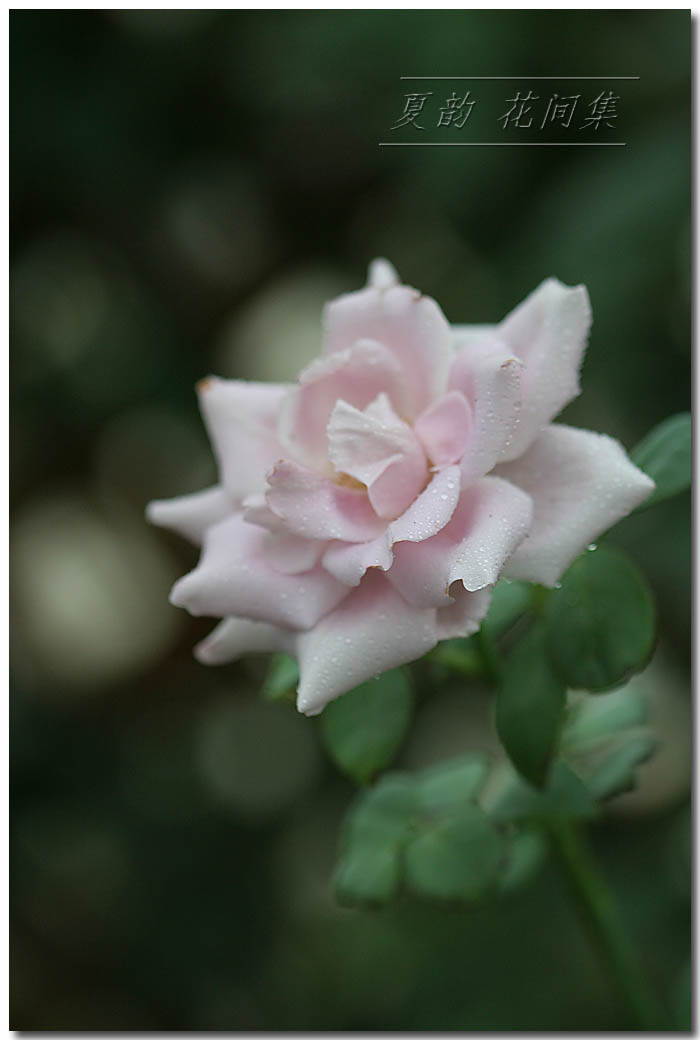 ���伯----�ҵ��¼���԰(�У�3���£�