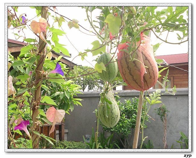 ���ֵ�����