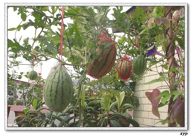 ���ֵ�����