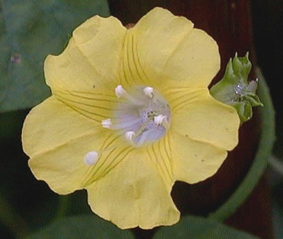 ţ���ܡ���ǣţ�ࣨ�������ͼ��