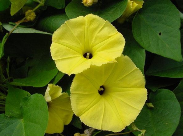 ţ���ܡ���ǣţ�ࣨ�������ͼ��