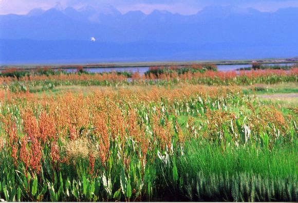 ��ɽ��  ���ߣ�szhgfox