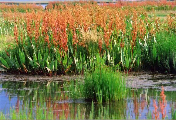 ��ɽ��  ���ߣ�szhgfox