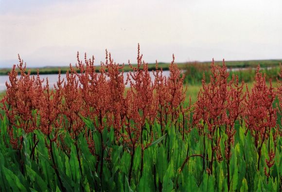 ��ɽ��  ���ߣ�szhgfox