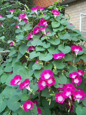 ţ���ܡ���ǣţ�ࣨ�������ͼ��