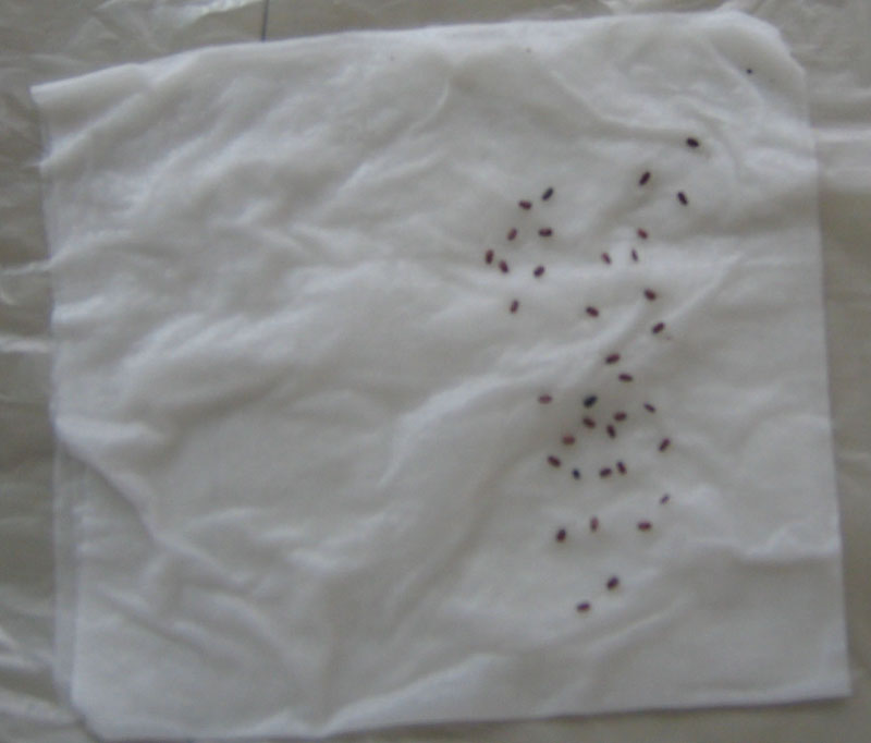 �ﲥ��ʼ��......P13