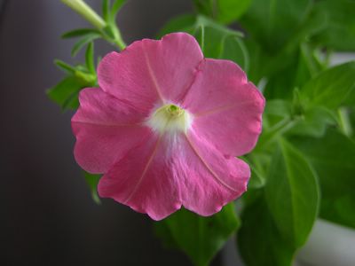 ţ����~~��ţ��(�������ͼ)