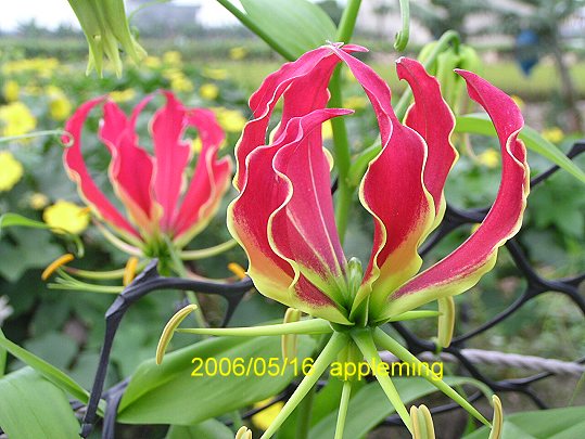 �ﲥ���ӣ��������Ӷ���˳�糵���Ź����顪���۸���һ¥