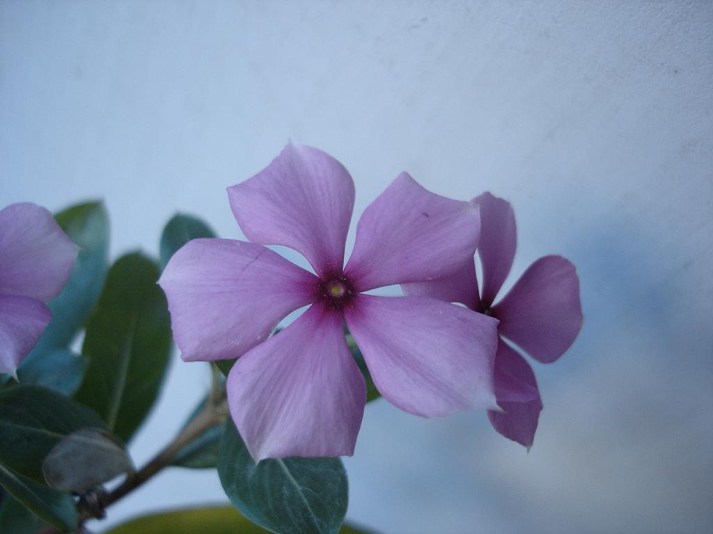 ���۾���Ů