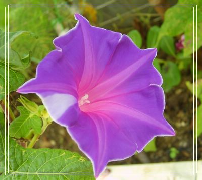 ţ���ܡ���ǣţ�ࣨ�������ͼ��