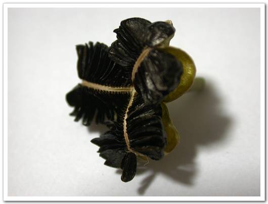 �ȴ����ֿ�����