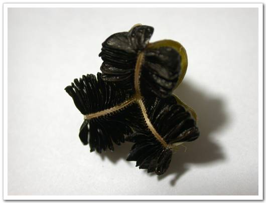 �ȴ����ֿ�����