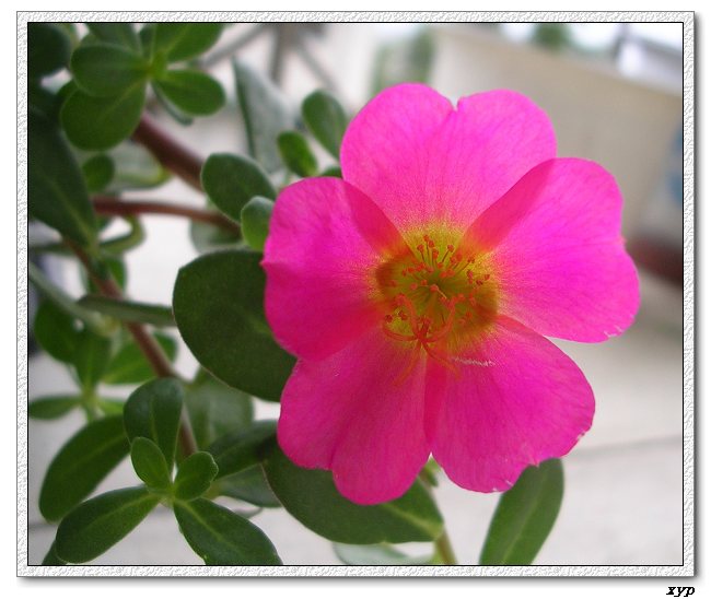 ���ĵ�̫����