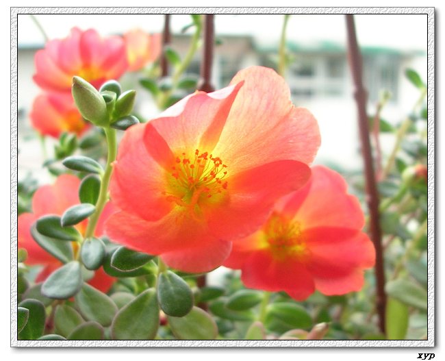 ���ĵ�̫����