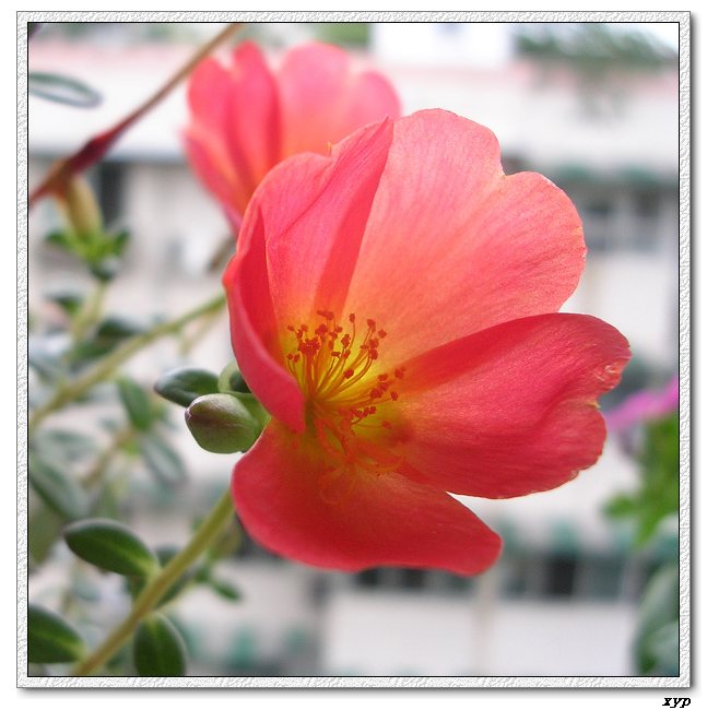 ���ĵ�̫����