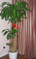 ���ֵ��ֻ��ռ�