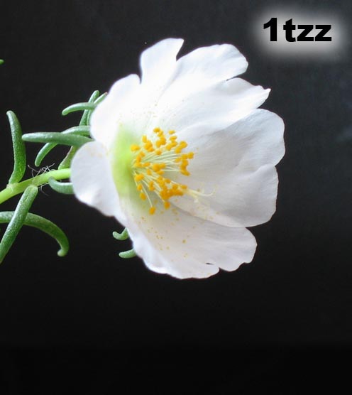 �ҵ�̫����