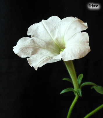 ţ����~~��ţ��(�������ͼ)