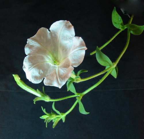 ţ����~~��ţ��(�������ͼ)