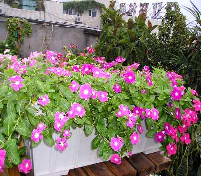 ���԰������մ�