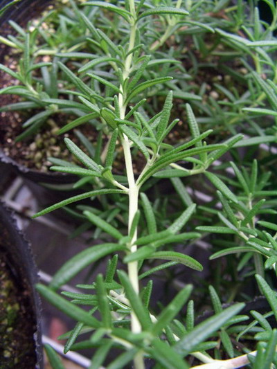 һ֦ˮ����Ե��㿪����