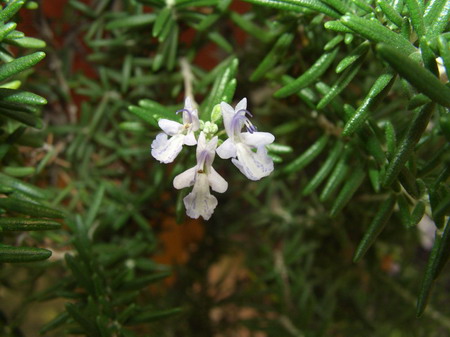 һ֦ˮ����Ե��㿪����