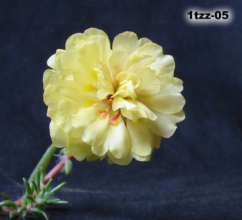 �ҵ�̫����