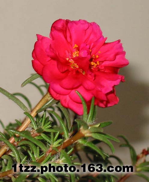 �ҵ�̫����