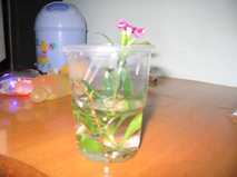 ���ֵ��ֻ��ռ�