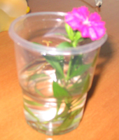 ���ֵ��ֻ��ռ�