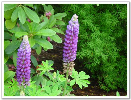 ��԰��������