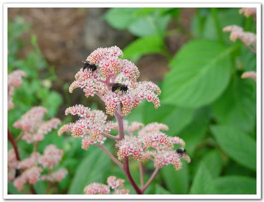 ��԰��������