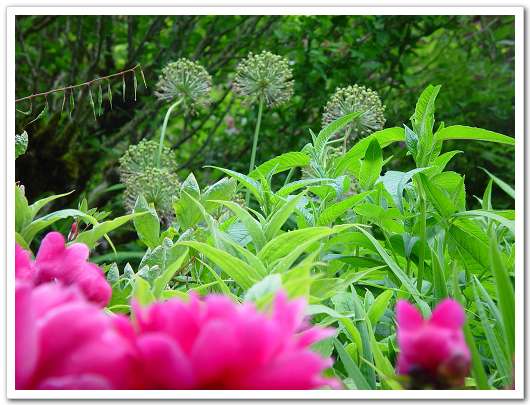 ��԰��������