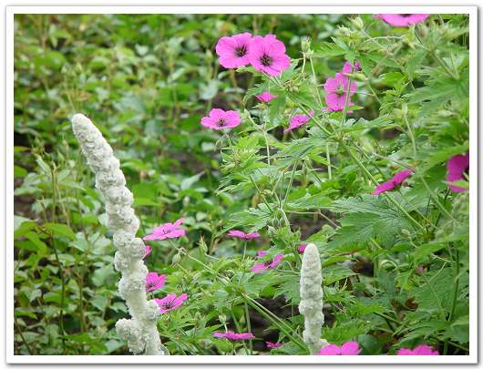 ��԰��������