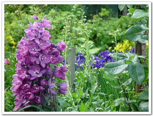 ��԰��������