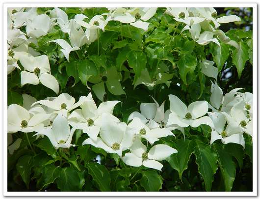 ��԰��������