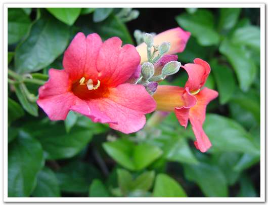 ��԰��������