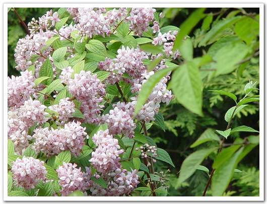 ��԰��������