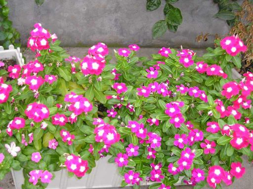 ���԰������մ�