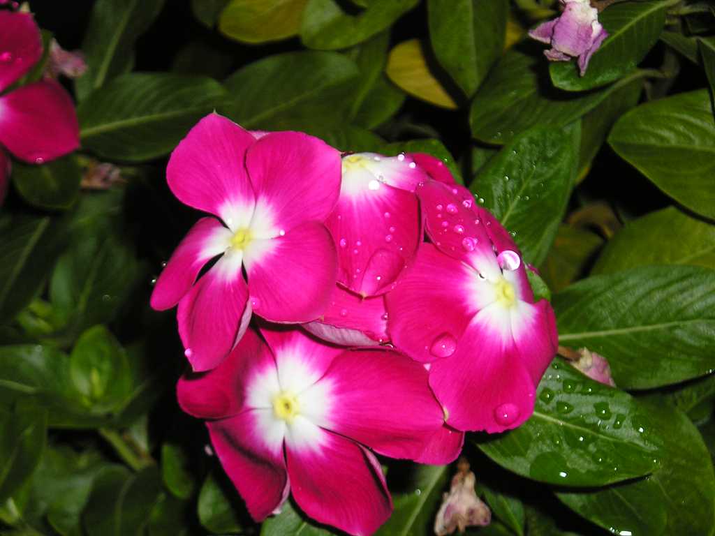 ���԰������մ�